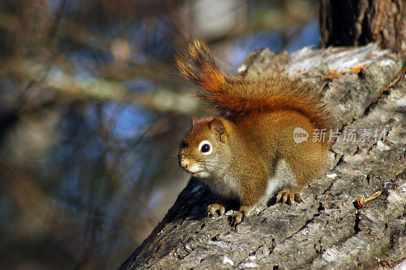 红松鼠(Tamiasciurus hudsonicus)